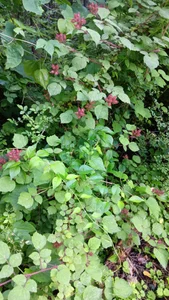 Lonefun4u Public Εικόνα 2