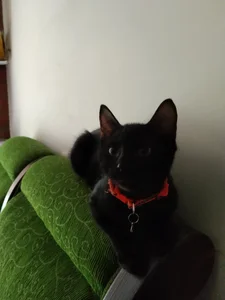 CaitlynLian: My cute pets ( 3 фото)