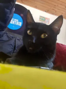 valerie_mase my baby cat's Pic 2