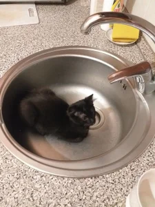 My pets✨ od SugarMuse  2 snímek