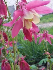 Divinna TAVASZ A KERTBEN Foto 7