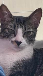 chickenlittle_uwu bebe (my cat the reason im still alive uwu) Pic