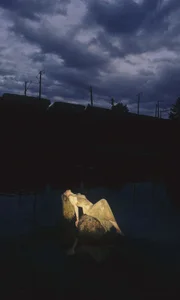 Nymph_Eva Green صورة واحدة|Nymph_Eva Green صورتان|Nymph_Eva Green  8 صور|Nymph_Eva Green  8 صورة