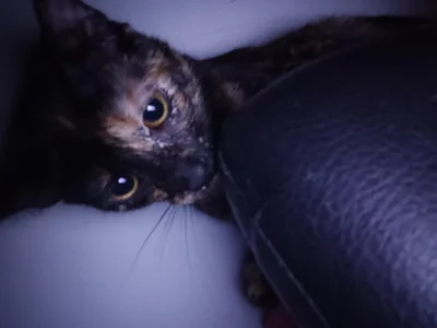 haru my cute cat de angela_angels_  5 photos