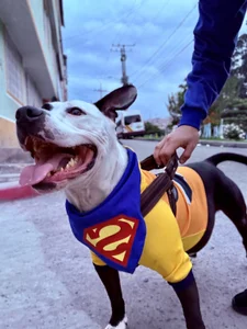 RiderVanceのMy dog Maylo🐶❤️の 2枚の写真