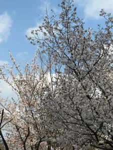 Belover_nana 🌸 Pic 4