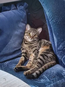 Chrissy_Joyful Meet my cats 사진 8