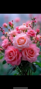 Sainicpl Public зображення 5