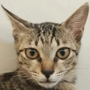 我喜欢的猫 cat de Loveto_eathawthorn99  Imagens