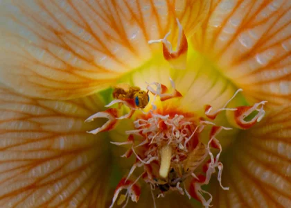 SuaveRod Public Gambar 5