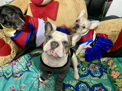 emmyjhonson07Harley quinn 🎃💀👻图片 3