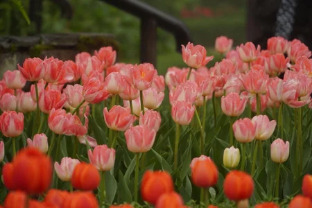 Candy_Sweetie_ Beautiful flowers Hình 2