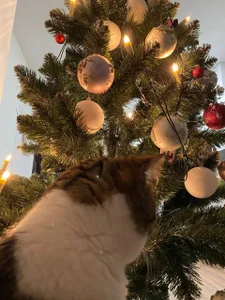 Zdjęcia Sexy_Lava my cat says meow happy holiday everyone:  4