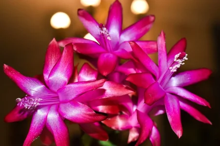 LeonaLane 🌷🌷🌷 Fotka 3