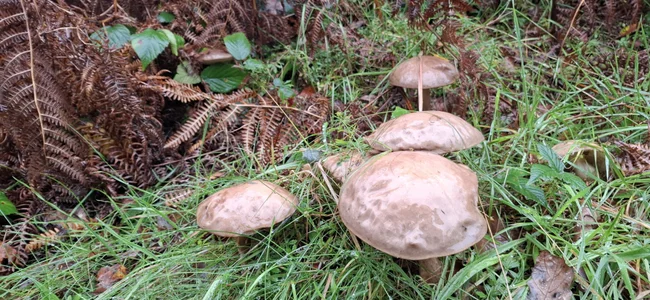 FreezingTie850: fungus ( 5 фото)