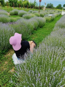 Lavandă💜💜 od MikyVesela  2 snímek