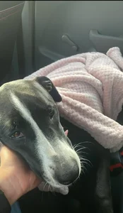 Babba_yagga a beautiful and brave angel!! Pic