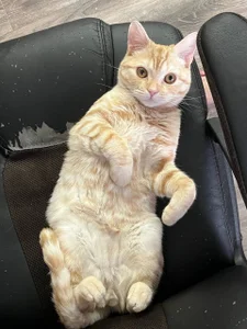 babyyullii my pets, I love my cats Pic 2