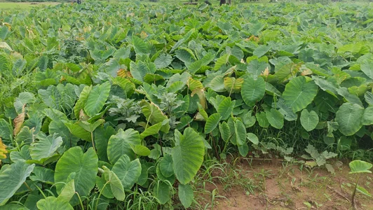 Karisma-sexy-couple Public Pic 4