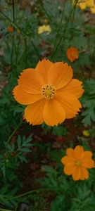 Public de Nanoko  2 Imagens