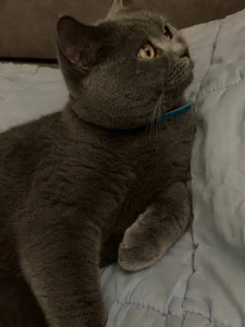 liana_kisses love for cats is boundless🐈‍⬛ Pic 4