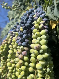 Olivia_shine: vacation drop ( 9 фото)