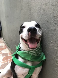 Taison Cornelio 🐾 de Arianavillada  4 Imagens