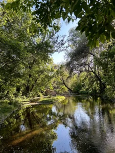 leslie_bird Listen to the wind—it knows the way🍃 Immagine  2