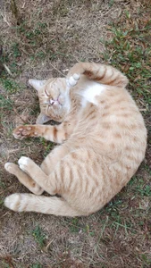 NChai5259 Public Foto 6