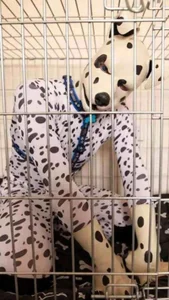 saralovens kullanıcısının “My pets don’t bark they obey” albümü -  2 fotoğraf