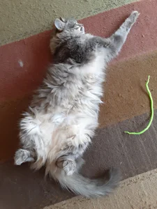 VanceFontaine Myself and my cat Immagine  6