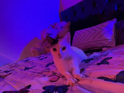 JoselinFlower_ my pets (✿◡‿◡) зображення 8