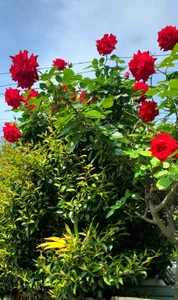 MAO_channel kullanıcısının Public albümü -  6 fotoğraf