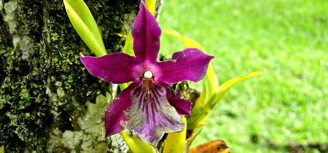 Kore_Persephone 📸🩵🪷🌻My Friends the Flowers🌻🪷🩵📸🎬🌿🥀 รูป  7