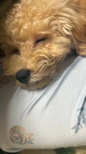 ramune_2525のらむちゃ🩵ྀིの新しい家族🐶の 2枚の写真