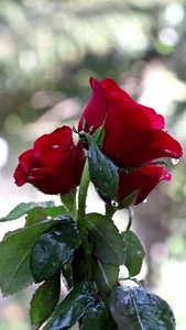 Hasen700's photo