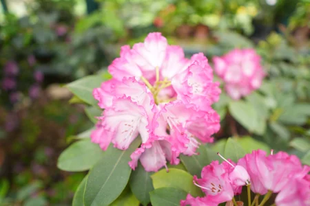 moleculegirl Flowers Pic