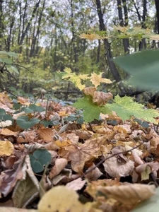 MistyBarnes mmm Pic 4