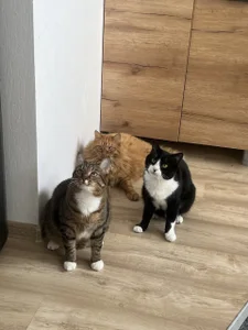 Sweet_MegのMy cat 🥰の枚の写真