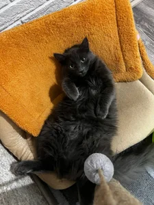 babyyullii my pets, I love my cats Pic 5