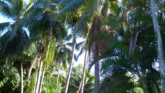 RelievedPapillon Public 사진