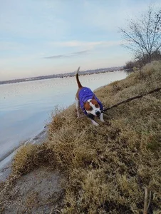 FoxyAnn12 Public зображення 7