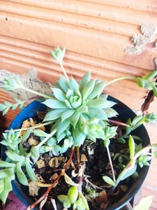 helen_bunnnyx My plants❤️‍ Immagine  3