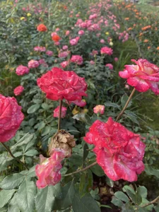 xxDepzaixxAlbum图片 6