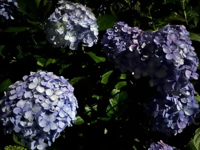 __andzu Public Hình 2