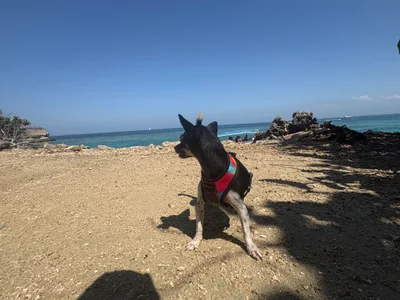 XXXAngella Pet Atlas 🐶 Foto 4