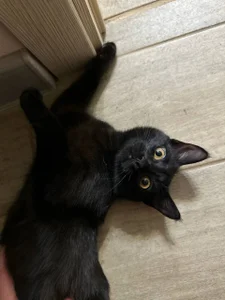 tyler_8x my cats Poză 3