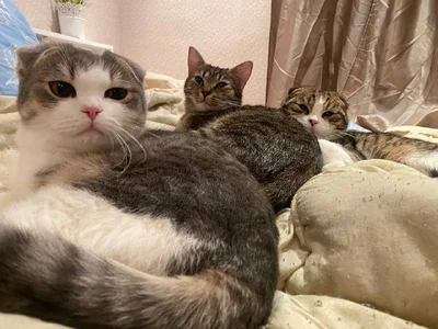 my pets de xAlisontiny  3 Imagens