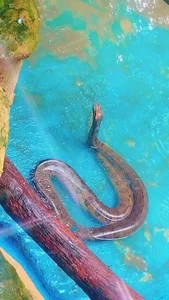 haiden-hot19cm Animales Εικόνα 6