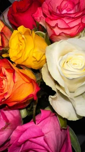 Sara_Browney My Passion for Flowers❤️Thank you, gentlemen! Gambar 4